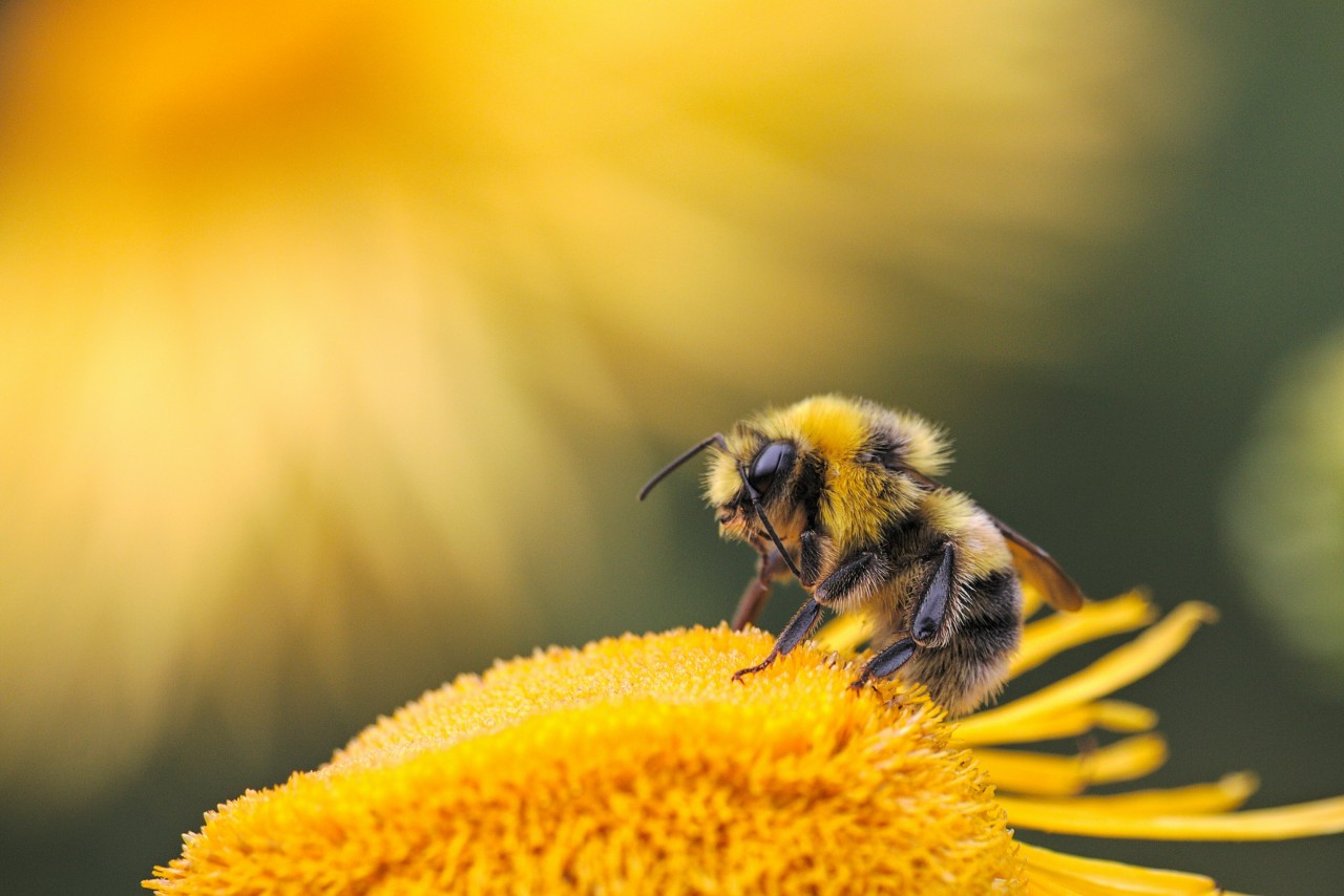 While You Were At Cannes Lions, I Was Tending My Bees - Vimarsana News